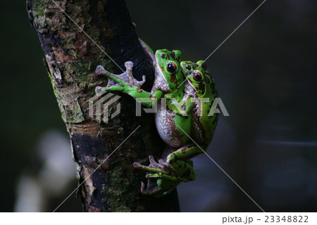 モリアオガエルのカップル 23348822