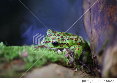 モリアオガエル モリアオガエル 23348827