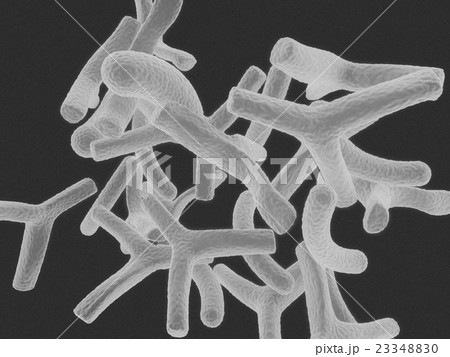 ビフィズス菌cgの写真素材