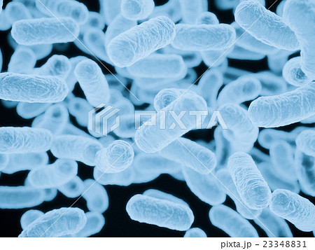 乳酸菌CG 乳酸菌CG 23348831