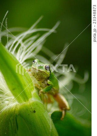 アマガエル 23348873