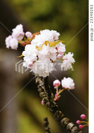八重桜 八重桜 23349263
