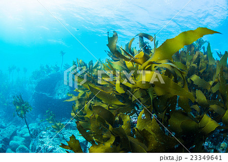 葉山の海藻 葉山の海藻 23349641