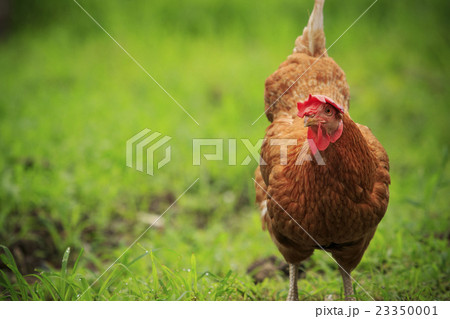 brown chicken in green field livestock farm 23350001
