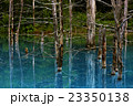 青池 23350138
