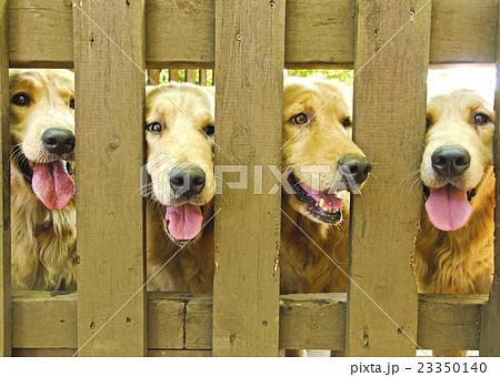 犬たち 23350140
