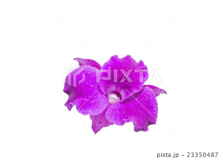 purple orchids on white background. Close-up 23350487