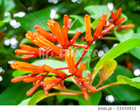 Orange Trumpet Flame Flower green leaves in garden Orange Trumpet Flame Flower green leaves in garden 23350912