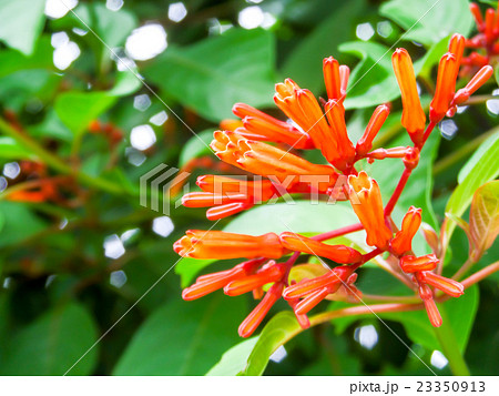 Orange Trumpet Flame Flower green leaves in garden 23350913