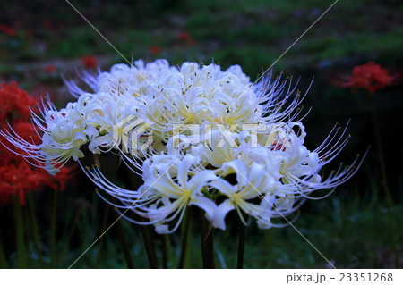 ヒガンバン 23351268