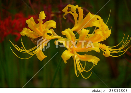 黄色の彼岸花 黄色の彼岸花 23351303