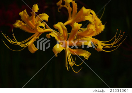 黄色の彼岸花 黄色の彼岸花 23351304