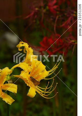 黄色の彼岸花とセセリチョウ 黄色の彼岸花とセセリチョウ 23351306
