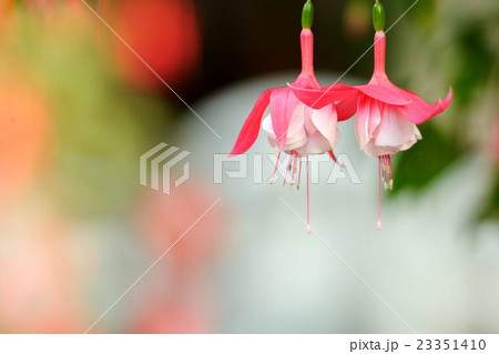 神戸花鳥園のフクシア 23351410