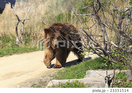 ヒグマ 23351514