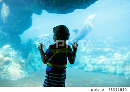 Little kid boy observing dolphins in a recreation Little kid boy observing dolphins in a recreation 23351659