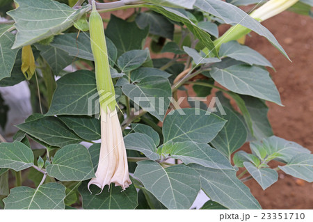 アメリカチョウセンアサガオ アメリカチョウセンアサガオ 23351710