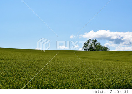 初夏の青空と美瑛の丘 23352131