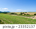 初夏の青空と美瑛の丘 23352137