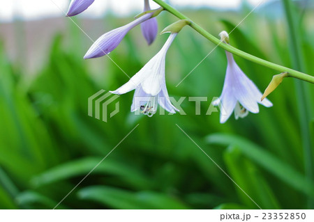 ギボウシの花 23352850