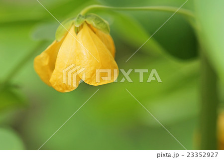 エビスグサ 23352927