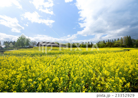 菜の花 23352929