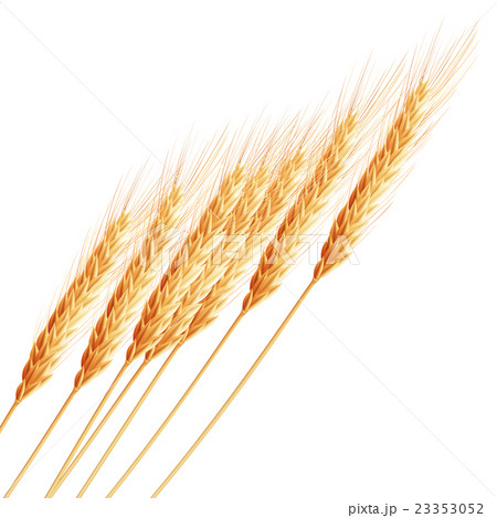 Wheat ears with space for text. EPS 10 Wheat ears with space for text. EPS 10 23353052