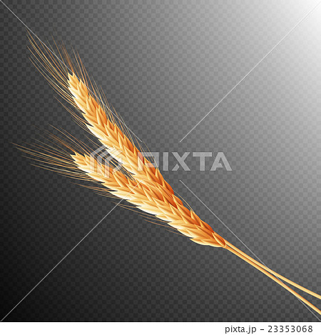 Wheat ears isolated. EPS 10 23353068