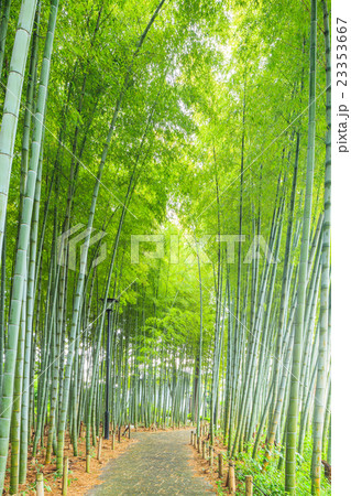 竹林 23353667