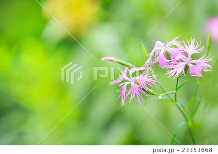 カワラナデシコの花 23353668