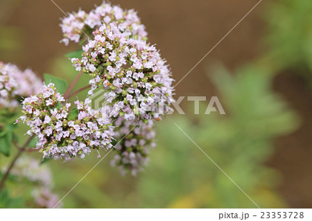 ハナハッカ 23353728