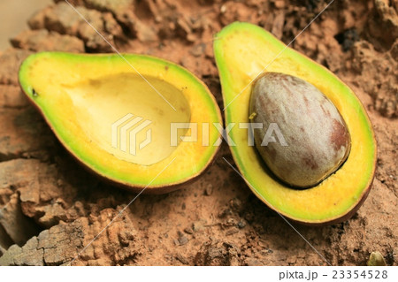 Avocado Avocado 23354528