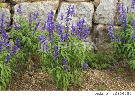 ラベンダーの紫色の花 23354586