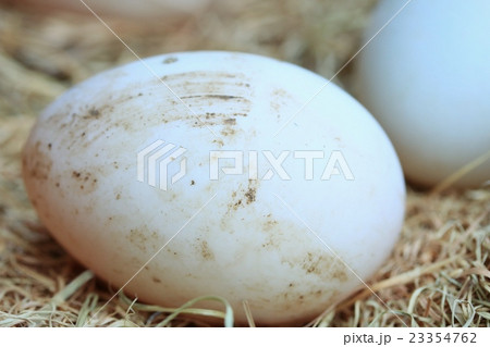 Duck egg Duck egg 23354762