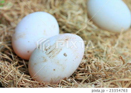 Duck egg Duck egg 23354763