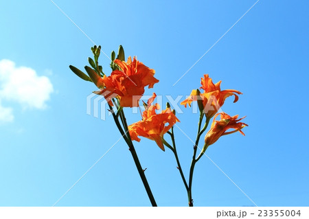 ノカンゾウ 23355004