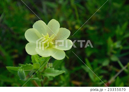 コマツヨイグサ　浜辺の野草 23355070