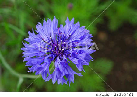 ヤグルマギク 23355431