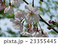 桜 23355445