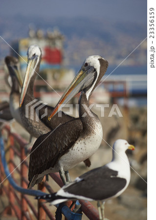 Seabirds at the Fish Market 23356159