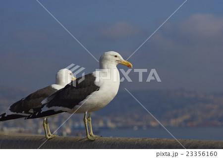 Kelp Gulls 23356160