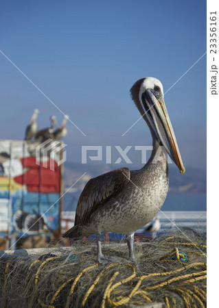 Peruvian Pelican at the Fish Market 23356161