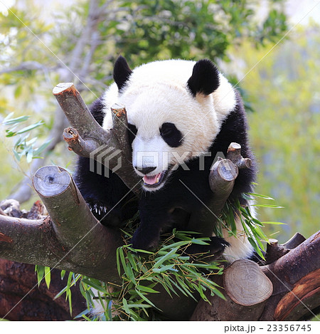 Wakayama Adventure World Panda - Stock Photo [23356745] - PIXTA