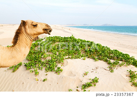 in oman empty quarter of desert a free d  23357367