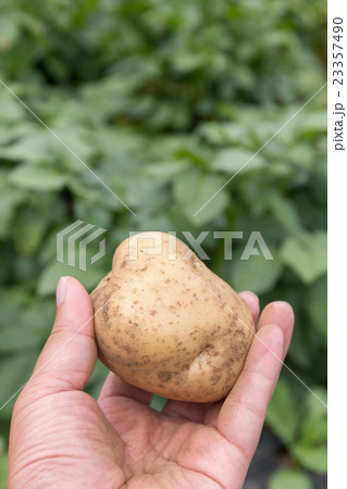 新じゃがいもの収穫　じゃがいも畑でじゃがいもを持つ男性　（6月） 23357490