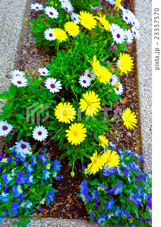 Color Flower bed in Philadelphia City Center 23357570