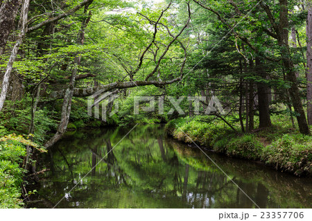 栃木県日光市　初夏の湯川　7月 23357706
