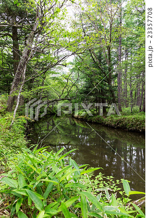 栃木県日光市 初夏の湯川 7月 栃木県日光市 初夏の湯川 7月 23357708