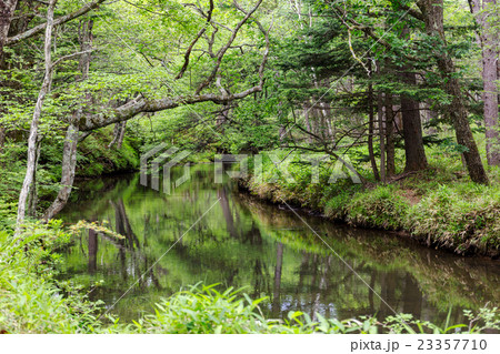 栃木県日光市 初夏の湯川 7月 栃木県日光市 初夏の湯川 7月 23357710