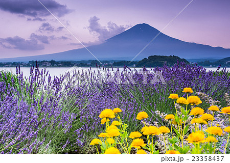 河口湖　大石公園のラベンダーと富士山 23358437